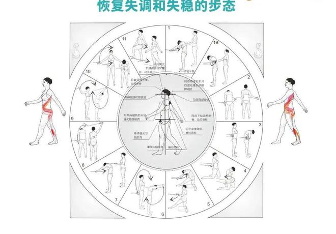 【国际认证】捷克SPS螺旋稳定肌肉链一阶课程(图7)