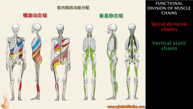 【国际认证】捷克SPS螺旋稳定肌肉链一阶课程(图6)