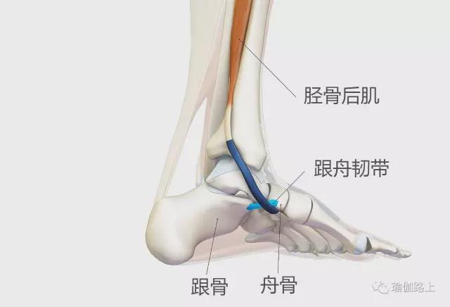 在瑜伽站立体式中如何保持脚根基稳定？控制胫骨后肌是关键！(图1)