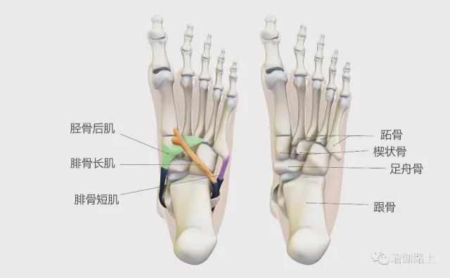 在瑜伽站立体式中如何保持脚根基稳定？控制胫骨后肌是关键！(图2)