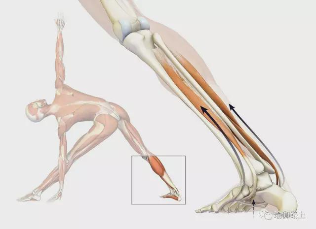 在瑜伽站立体式中如何保持脚根基稳定？控制胫骨后肌是关键！(图5)