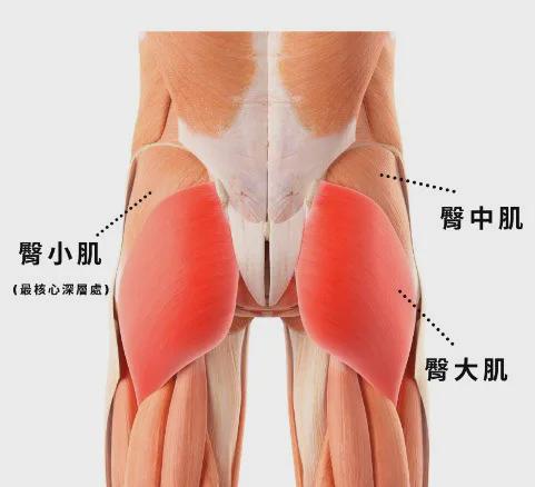 瑜伽「后弯」体式中臀部肌肉到底要不要收紧？(图1)