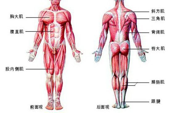 学点瑜伽小知识：基础解剖学(图1)